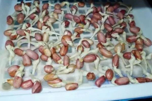 花生芽怎么种植，播种前用清水浸泡12-24小时