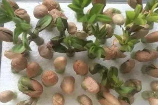 花生芽怎么种植，播种前用清水浸泡12-24小时