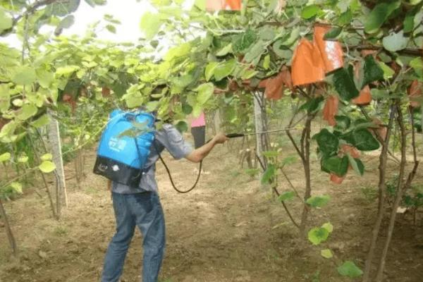 夏季猕猴桃怎么施肥，要抓住花后促果肥和壮果肥