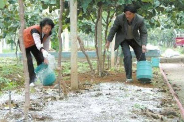 夏季猕猴桃怎么施肥，要抓住花后促果肥和壮果肥