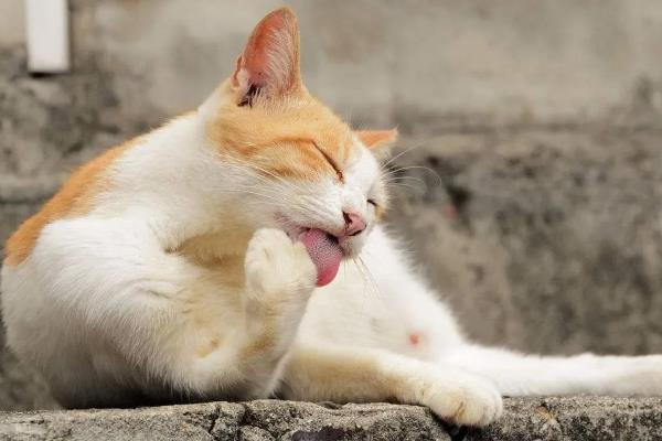 猫嫌热的表现，表现为舔舐身体、换地方睡等