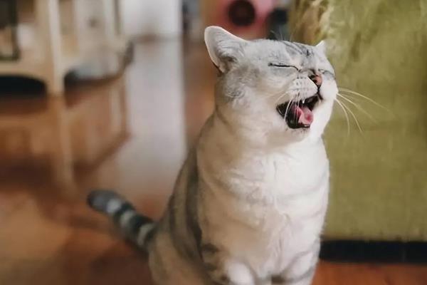 猫嫌热的表现，表现为舔舐身体、换地方睡等