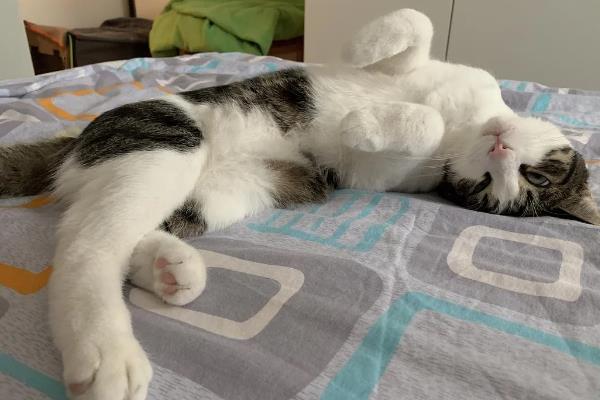猫嫌热的表现，表现为舔舐身体、换地方睡等