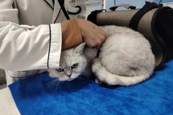 猫嫌热的表现，表现为舔舐身体、换地方睡等