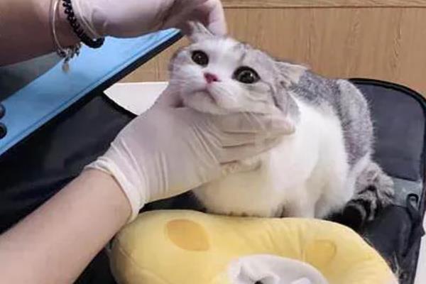 猫嫌热的表现，表现为舔舐身体、换地方睡等