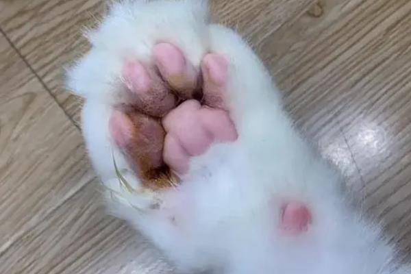 猫嫌热的表现，表现为舔舐身体、换地方睡等