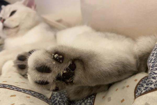 猫嫌热的表现，表现为舔舐身体、换地方睡等