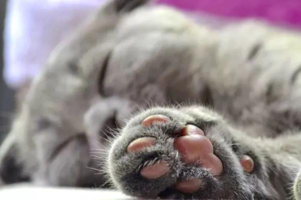 猫嫌热的表现，表现为舔舐身体、换地方睡等