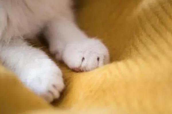 猫嫌热的表现，表现为舔舐身体、换地方睡等