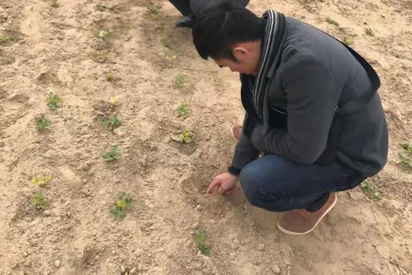 花生芽怎么种植，播种前用清水浸泡12-24小时
