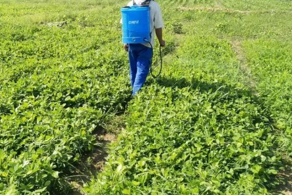 花生芽怎么种植，播种前用清水浸泡12-24小时