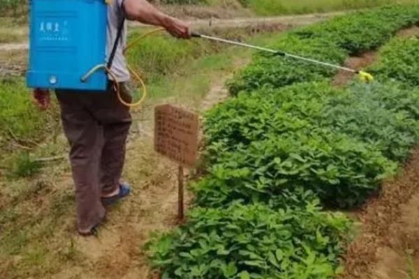 花生芽怎么种植，播种前用清水浸泡12-24小时