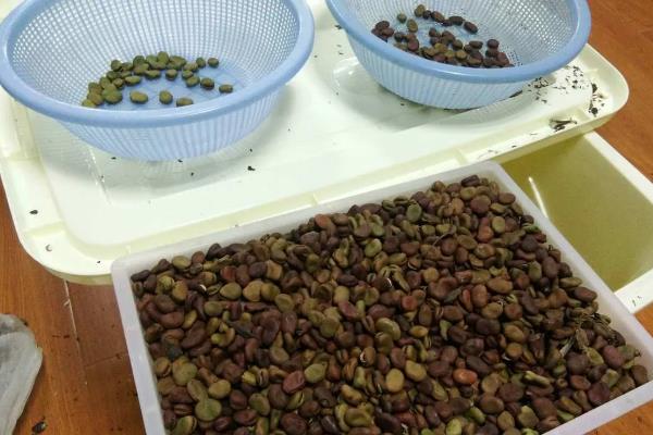 蚕豆高产栽培技术，选择耐肥且抗倒伏的品种