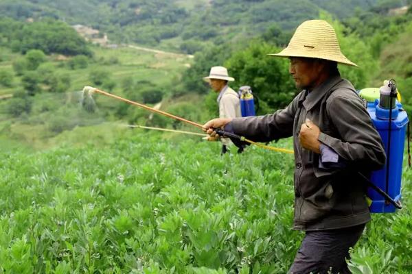 蚕豆高产栽培技术，选择耐肥且抗倒伏的品种