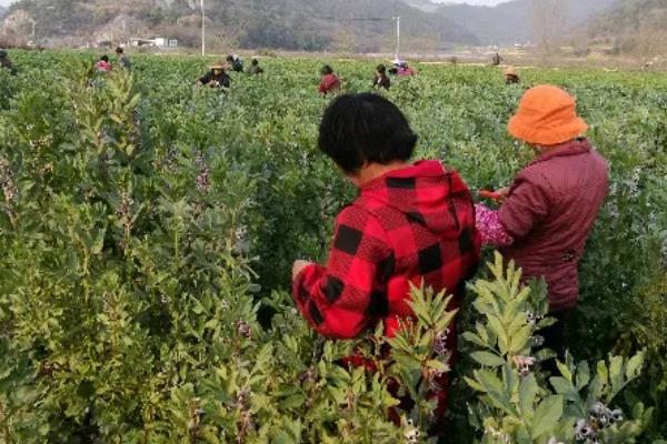蚕豆高产栽培技术，选择耐肥且抗倒伏的品种