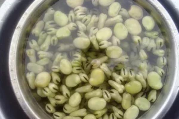蚕豆高产栽培技术，选择耐肥且抗倒伏的品种