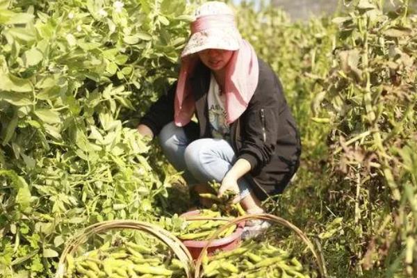 蚕豆高产栽培技术，选择耐肥且抗倒伏的品种
