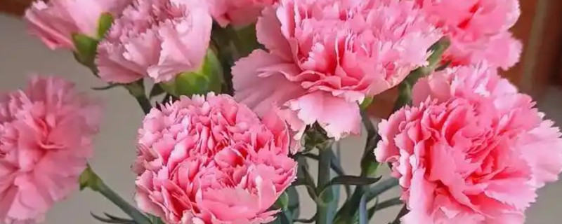 康乃馨如何过冬，可移至室内光线充足的地方养护