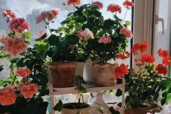 秋天种花能不能成活，秋季的气候适合植株生长