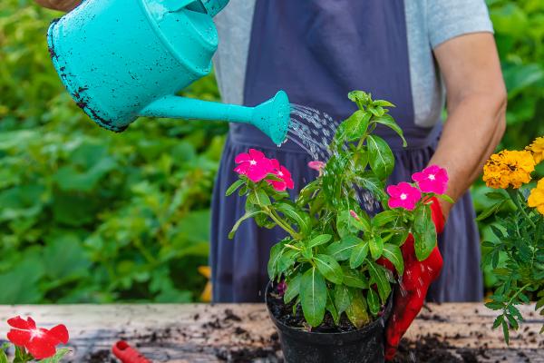 秋天种花能不能成活，秋季的气候适合植株生长