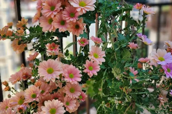 秋天种花能不能成活，秋季的气候适合植株生长