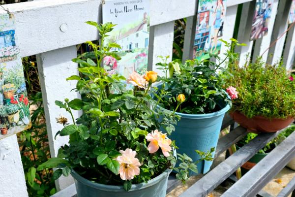 秋天种花能不能成活，秋季的气候适合植株生长