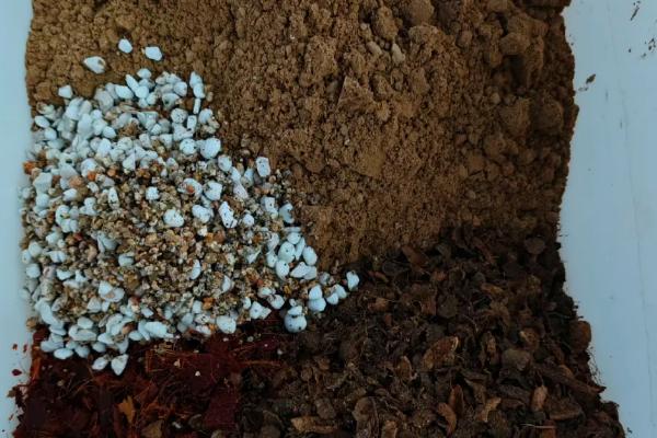 秋天种花能不能成活，秋季的气候适合植株生长