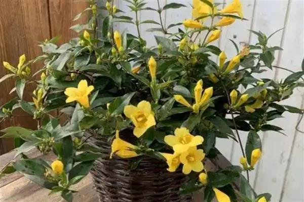 香水茉莉一年开花几次，一年开3次花