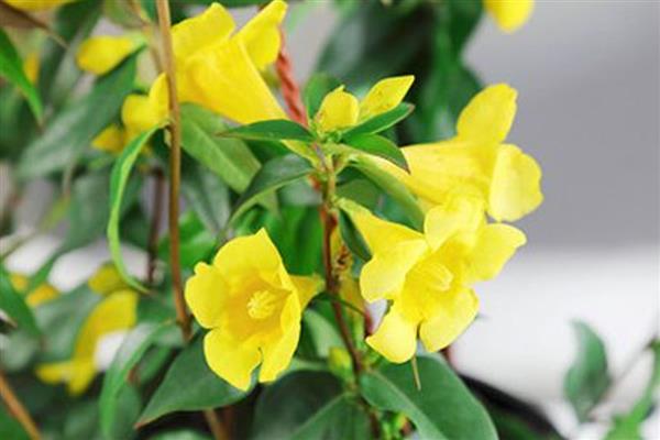 香水茉莉一年开花几次，一年开3次花