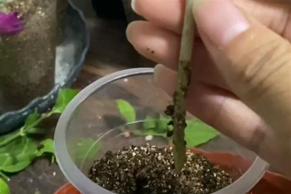 香水茉莉一年开花几次，一年开3次花