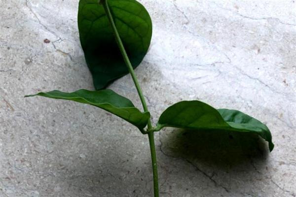 香水茉莉一年开花几次，一年开3次花