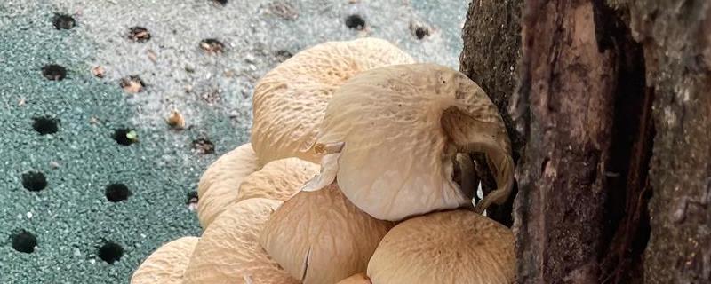 家庭蘑菇菌包怎么种植，没发芽前让小菌包两头每天保持湿润