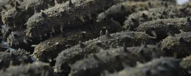 圈养海参和野生海参的区别，底足和肉质均不同