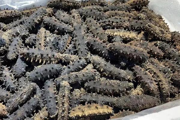 圈养海参和野生海参的区别，底足和肉质均不同