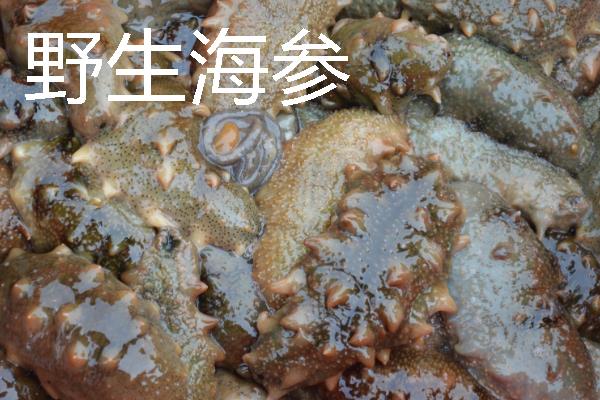 圈养海参和野生海参的区别，底足和肉质均不同