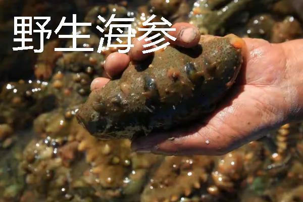 圈养海参和野生海参的区别，底足和肉质均不同