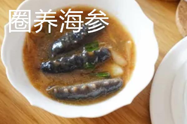 圈养海参和野生海参的区别，底足和肉质均不同