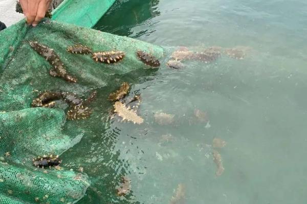 圈养海参和野生海参的区别，底足和肉质均不同