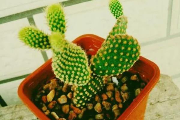 黄毛掌会不会开花，生长3-4年才具备开花能力