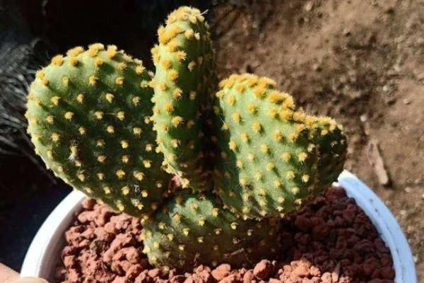 黄毛掌会不会开花，生长3-4年才具备开花能力
