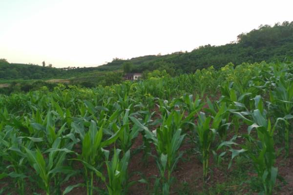 秋乐368玉米种简介，适宜播种时间为4月份下旬