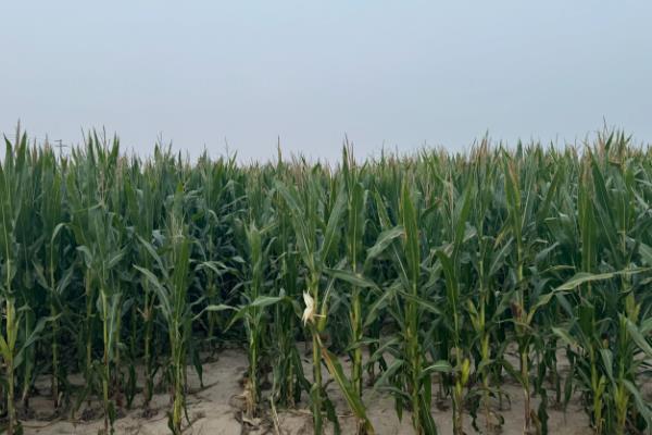 秋乐368玉米种简介，适宜播种时间为4月份下旬