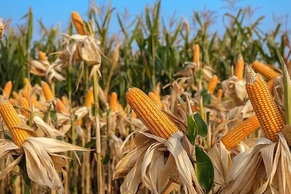 秋乐368玉米种简介，适宜播种时间为4月份下旬