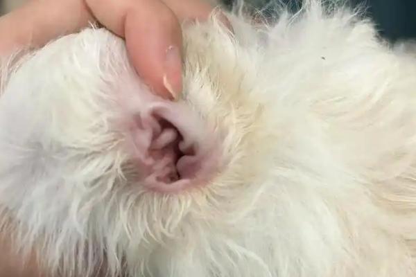狗的耳朵为什么有臭味，主要是耳垢过多、患有耳螨或耳炎等因素造成