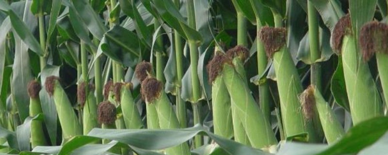 秋乐368玉米种简介，适宜播种时间为4月份下旬
