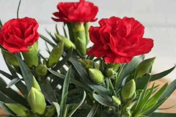 康乃馨如何过冬，可移至室内光线充足的地方养护