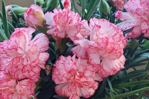 康乃馨如何过冬，可移至室内光线充足的地方养护