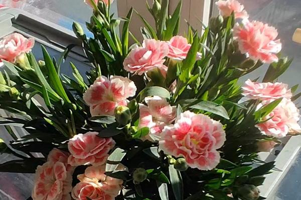 康乃馨如何过冬，可移至室内光线充足的地方养护