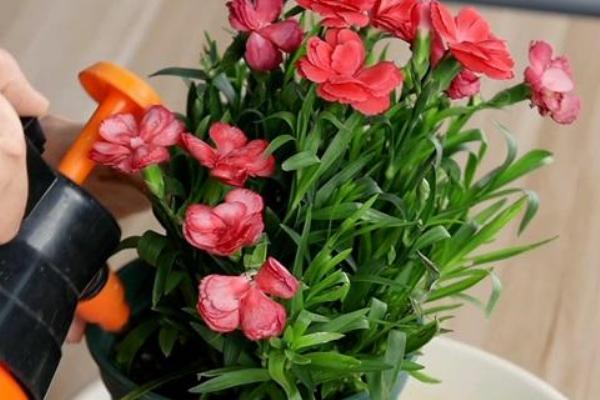 康乃馨如何过冬，可移至室内光线充足的地方养护