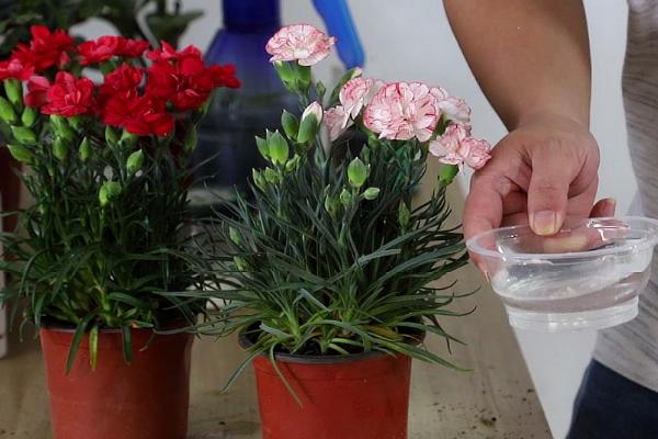 康乃馨如何过冬，可移至室内光线充足的地方养护